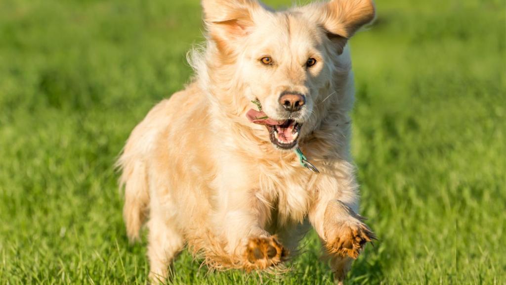 Cómo puedes detectar si tu perro sufre un golpe de calor trucos para evitarlo