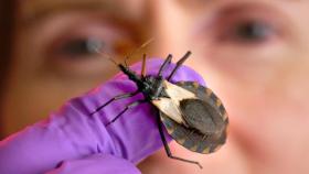 Una investigadora sujeta al insecto 'Triatoma pallidipennis'.