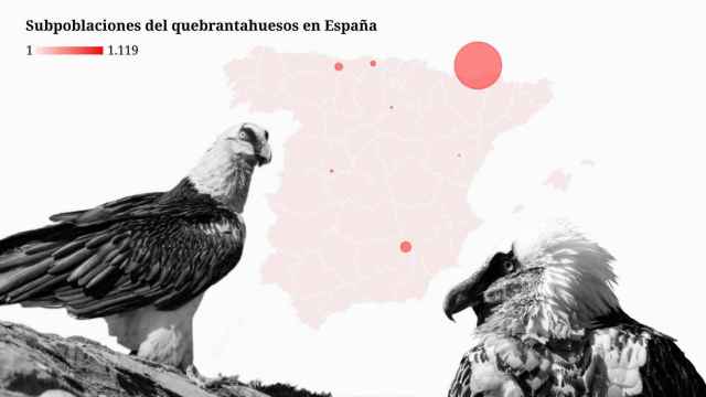 El quebrantahuesos está considerado una de las aves más amenazadas de Europa.