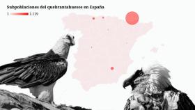 El quebrantahuesos está considerado una de las aves más amenazadas de Europa.