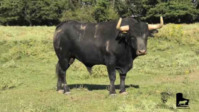 Presentación de los toros reseñados para los encierros de Cuéllar