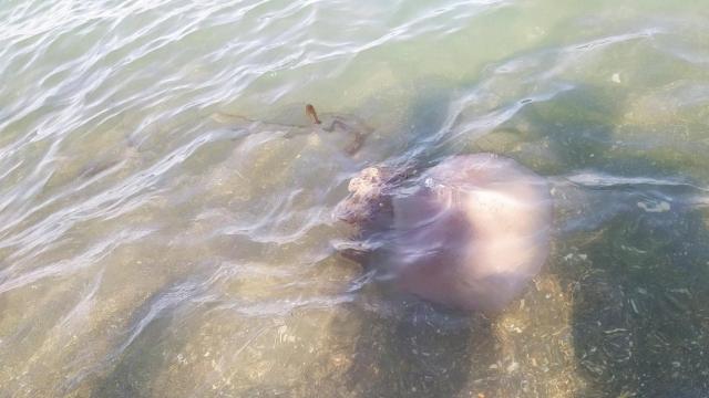 Ejemplar de medusa en las playas de Málaga