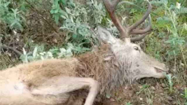 El ciervo muerto en la localidad ciudadrealeña de Almadén. Foto: IREC