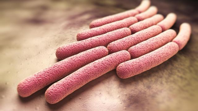 Colonias de bacterias 'Shigella sonnei'.