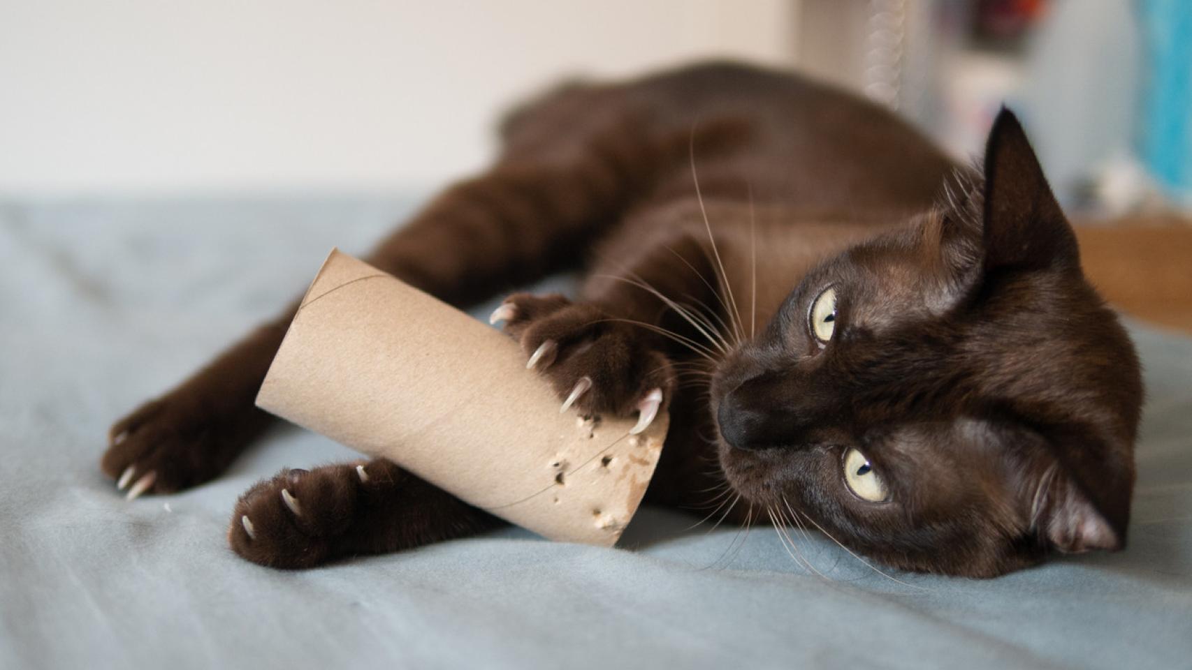 Cinco juguetes caseros para divertir a tu gato que no te costar n