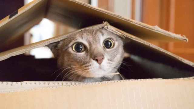 Imagen de archivo de un gato jugando en una caja. iStock
