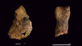 Detalles del parietal y de la falange del pie de 'Homo antecessor' recuperados durante la campaña de 2023 en la unidad TD6 de la Gran Dolina. Foto: Maria D. Guillén / IPHES-BÚSQUEDA