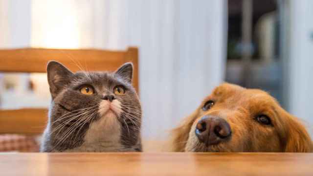 Imagen de archivo de un gato y un perro.