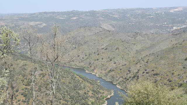 Laderas del río Duero donde se cultiva la vid en paredones en Villarino de los Aires