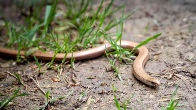 Los gusanos con forma de serpiente invaden Washington: esta es la forma de detenerlos.