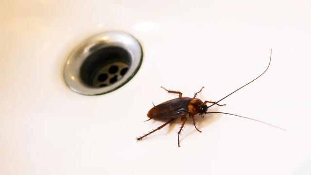 Fotografía de una cucaracha en un baño.