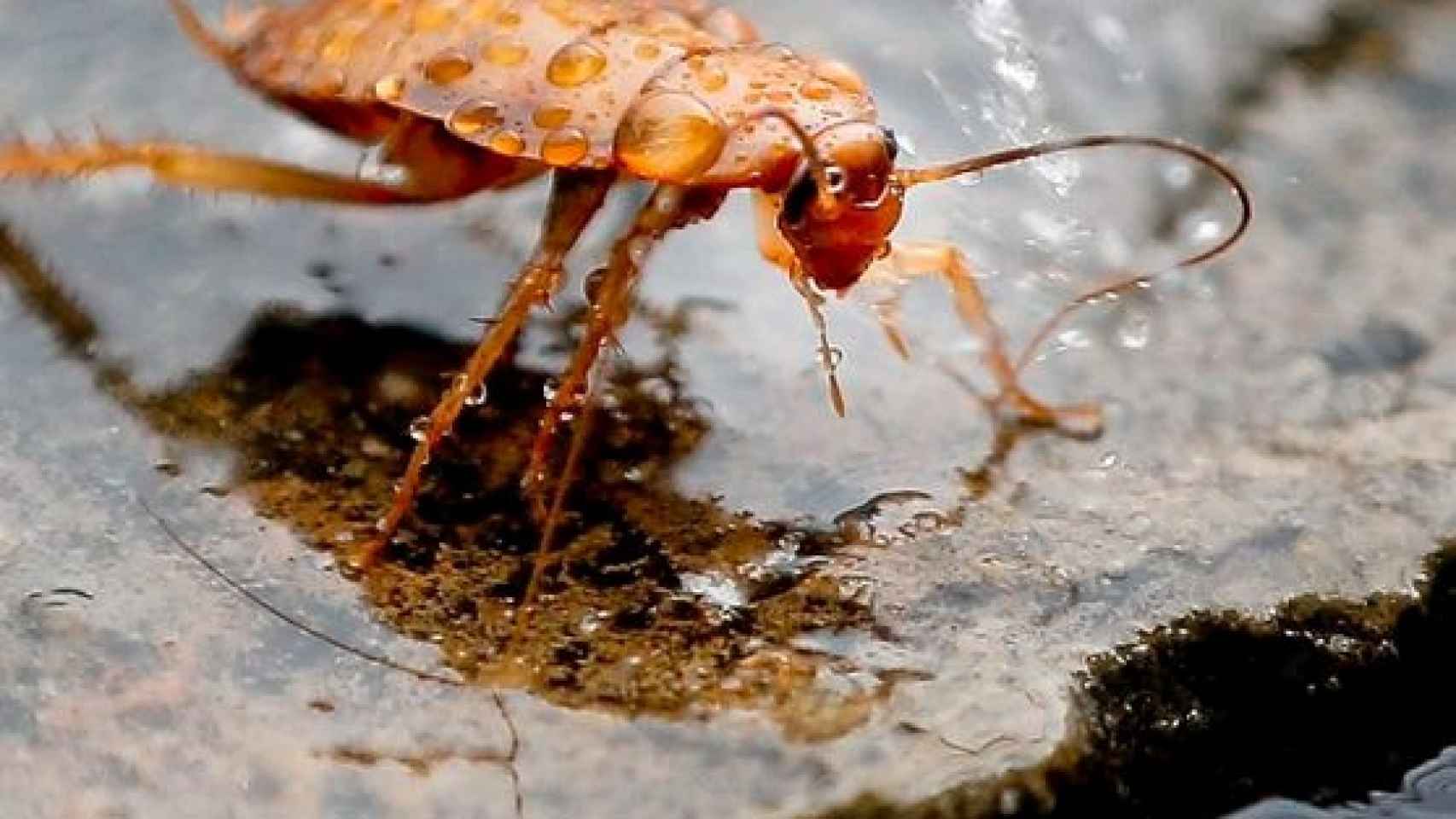 Imagen de una cucaracha.