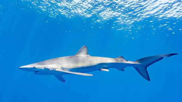 Ejemplar de tiburón tintorera en aguas españolas