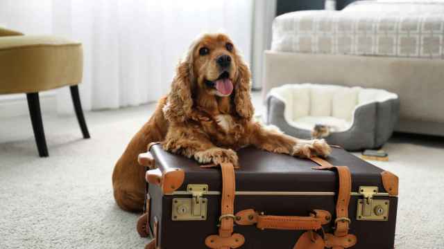 Un perro posando junto a una maleta.