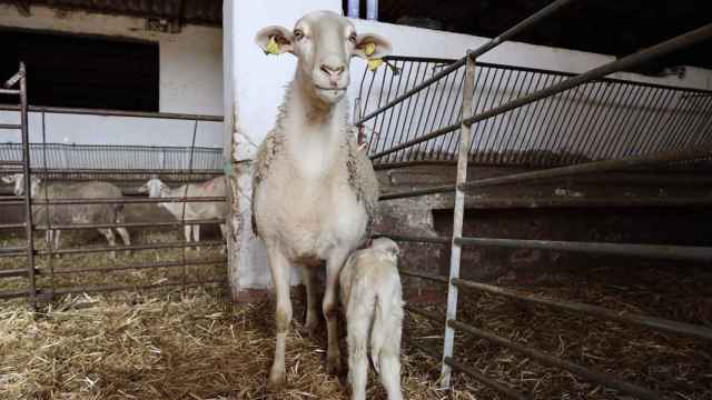 Castilla-La Mancha confirma muertes de ganado por la enfermedad hemorrágica epizoótica