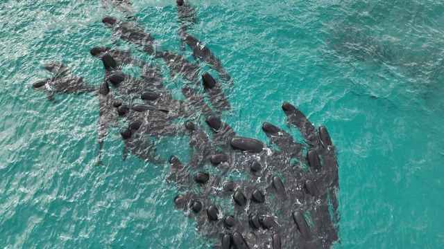Australia sacrifica a 43 ballenas piloto que quedaron varadas en una playa