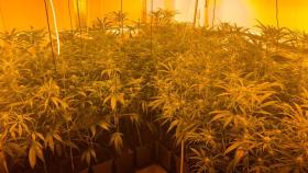 Muchos de los fraudes eléctricos se llevan a cabo en plantaciones ilegales de marihuana.