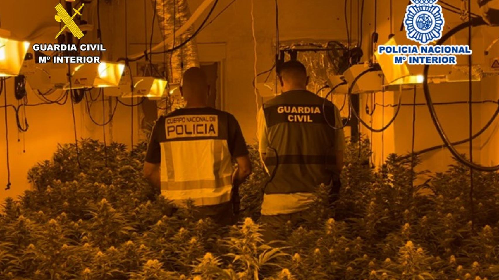 La marihuana intervenida.