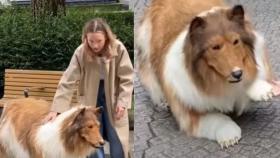 La impactante transformación de un hombre que pagó 13.000 euros por convertirse en un perro.
