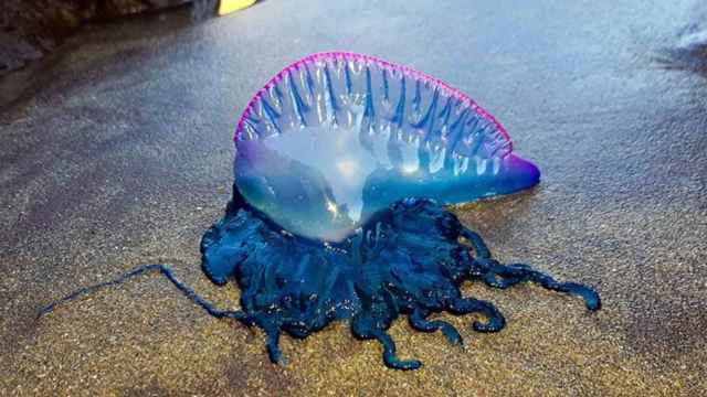 La carabela portuguesa es la 'falsa medusa' más temida del mar.