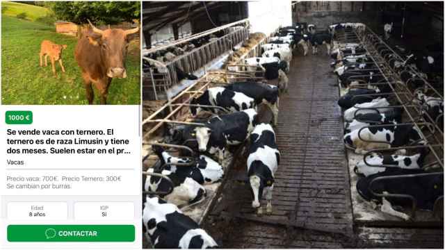 A la izquierda,  anuncio en la aplicación.  A la derecha, ganadería de vacas.