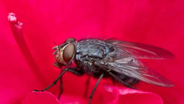 Esta es la mosca negra que amenaza a España: estos son los efectos que puede provocarte su mordedura.