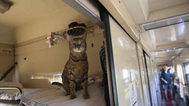 Imagen de archivo de un gato viajando en tren.