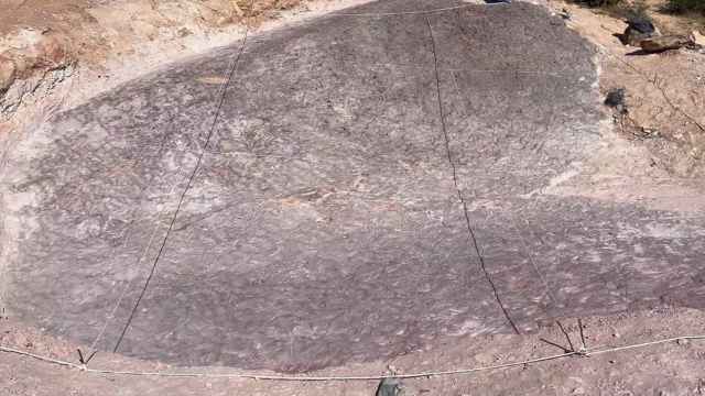 Encuentran huellas fósiles de hace millones de años en la provincia de Guadalajara