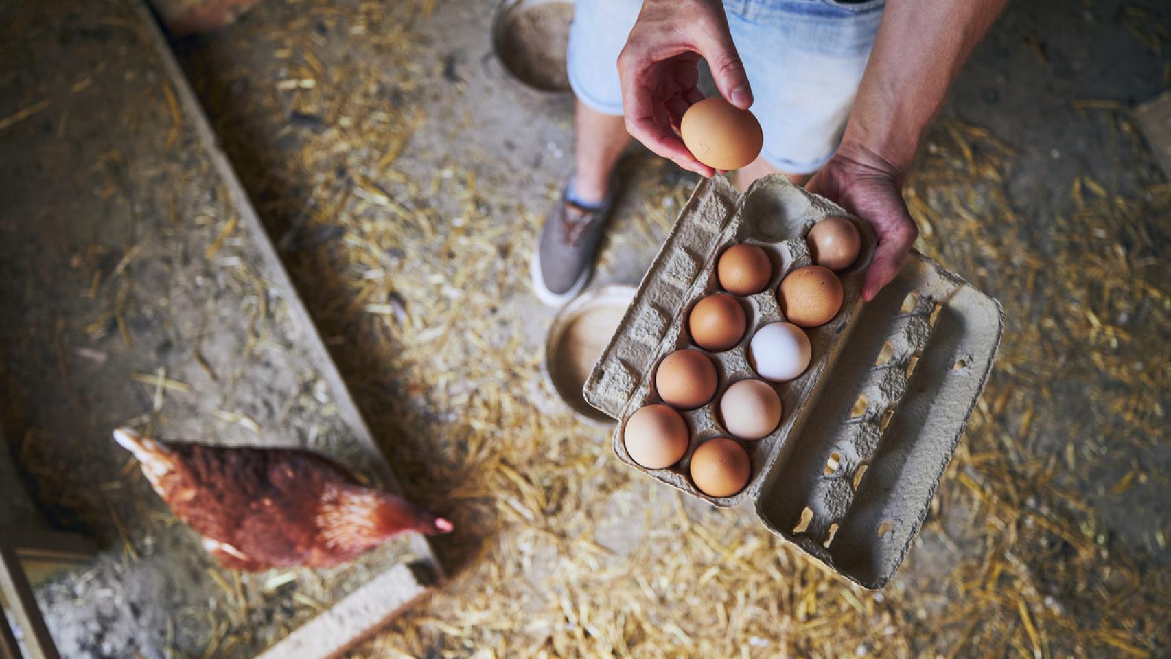 Así es como puedes conservar los huevos frescos durante más tiempo
