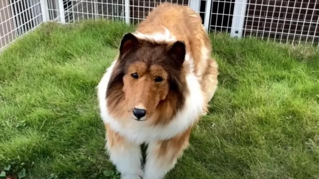 Este es el desorbitado precio que pagó por convertirse en perro y parecer un border collie