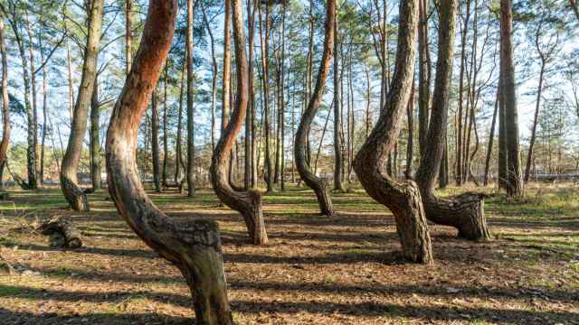 Imagen de archivo de los árboles del 'Krzywy Las', el bosque torcido que se erige a las afueras de la ciudad de Gryfino (Polonia)