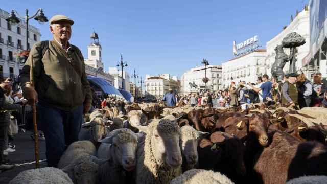 Un rebaño trashumante de cabras y ovejas, en la Puerta del Sol, a 24 de octubre de 2021, en Madrid (España).