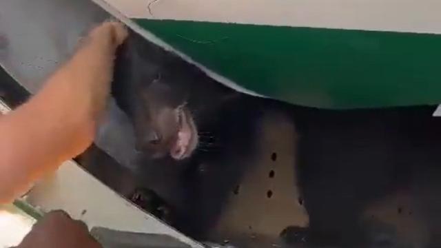 Imagen del oso en el avión de Iraqi Airways.