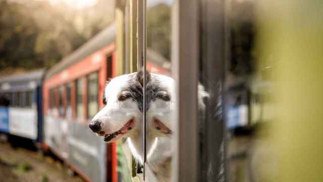 Imagen de archivo de un perro viajando en tren.