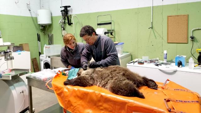 Equipo del servicio veterinario de la Junta atendiendo a un osezno