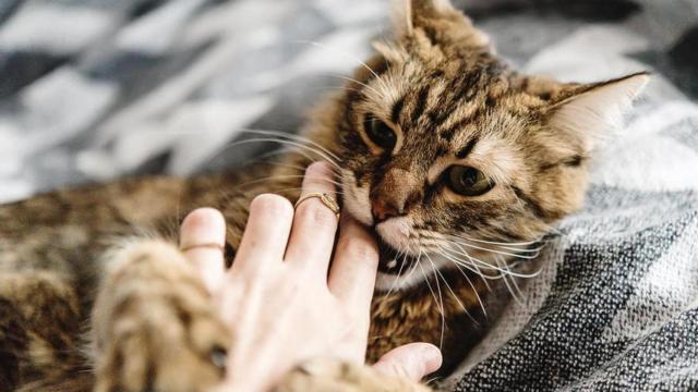 Un felino muerde a una persona en un dedo.
