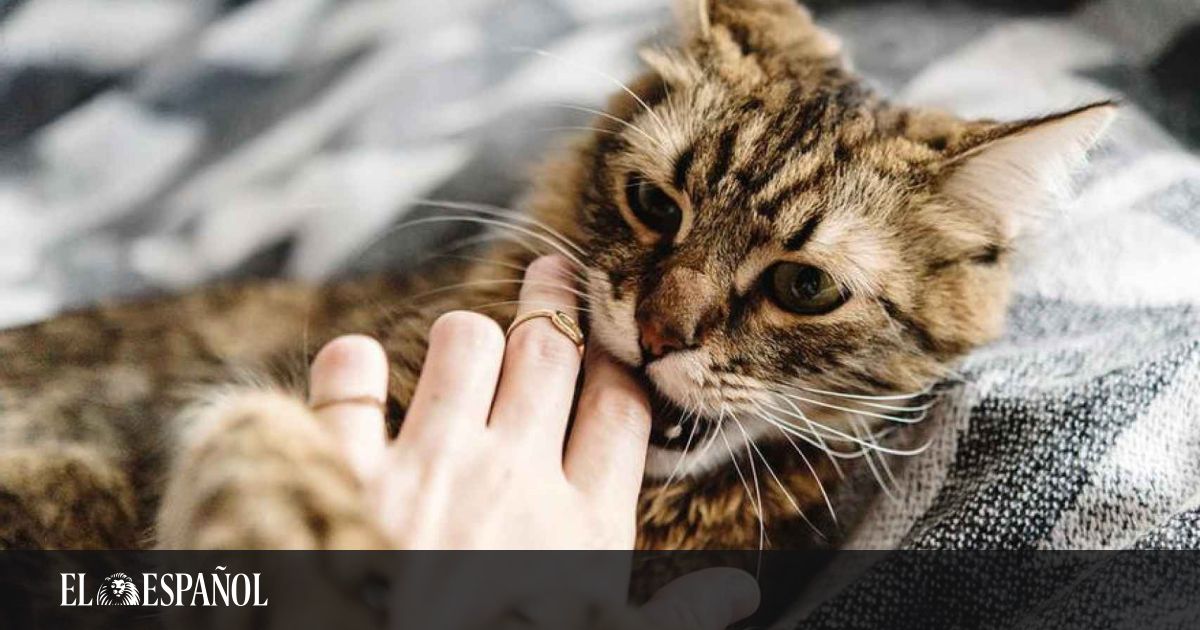 A cat bite causes an infection unknown to science in a man