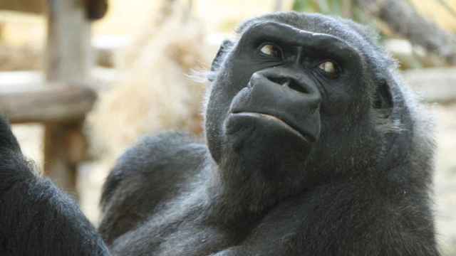Nadia, la primera gorila que llegó al Parque de la Naturaleza de Cabárceno en 2007.