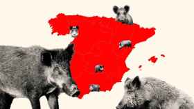La población de jabalíes en España se ha multiplicado de forma alarmante en los últimos años.