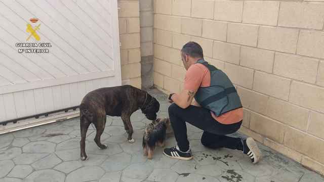 Dos de lo perros rescatados por la Guardia Civil.