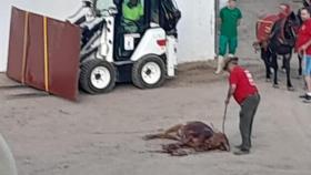 Emprenderán medidas legales por la muerte violenta de un becerro en un pueblo de Guadalajara