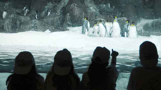 Unos niños ven unos pingüinos de Faunia.