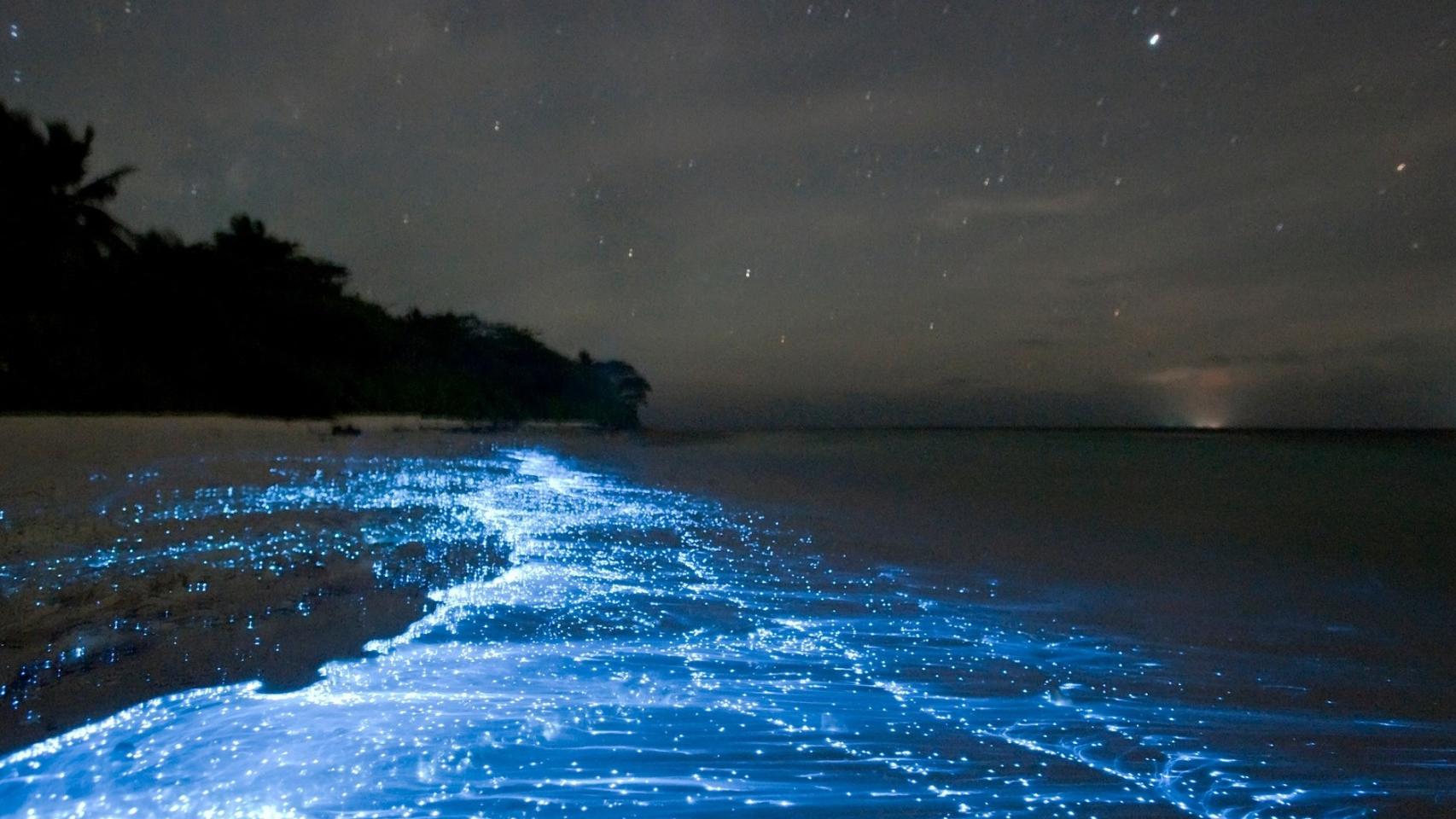 playa de medusas bioluminiscentes