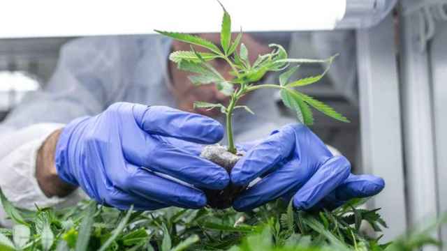 Una persona manipulando una planta de cannabis