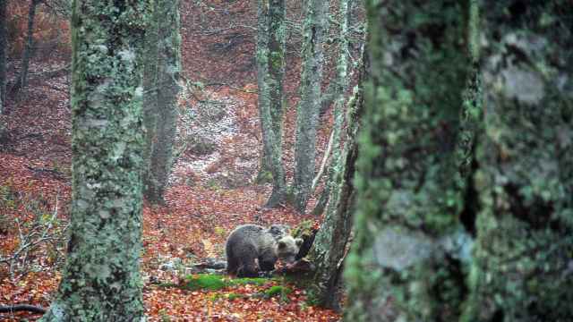 Imagen de archivo de una cría de oso en los montes de León