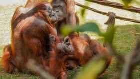 Orangutanes.