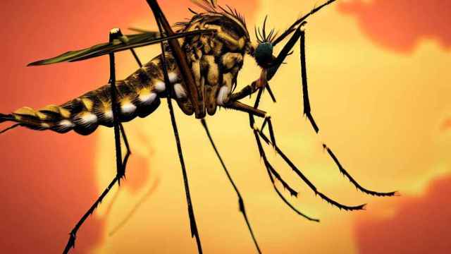 ¿Dónde está el mosquito tigre en España? Estos son los lugares en los que se producen más picaduras