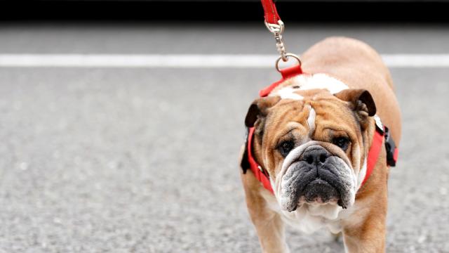 Imagen de un perro con correa en una marcha británica.