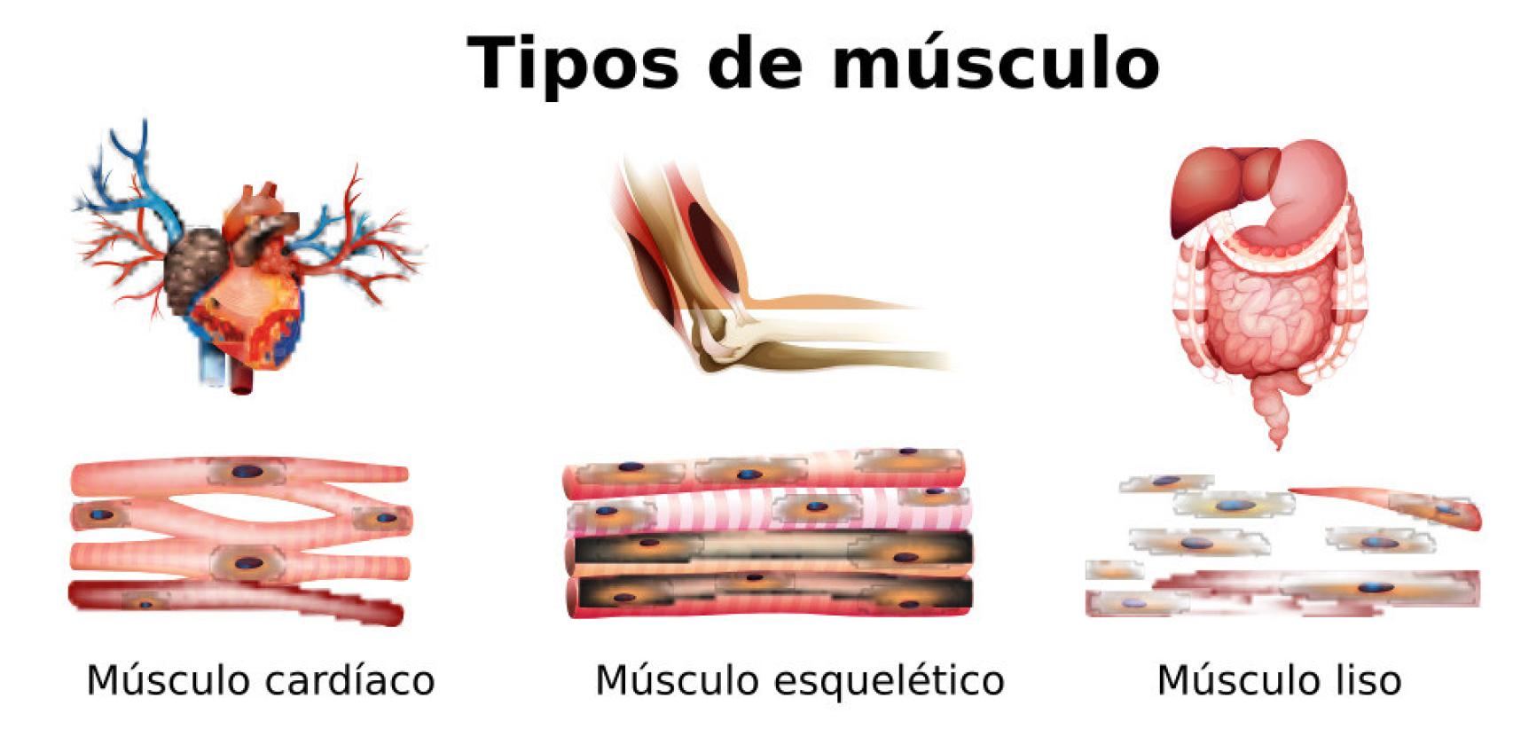 ejemplos de músculos lisos