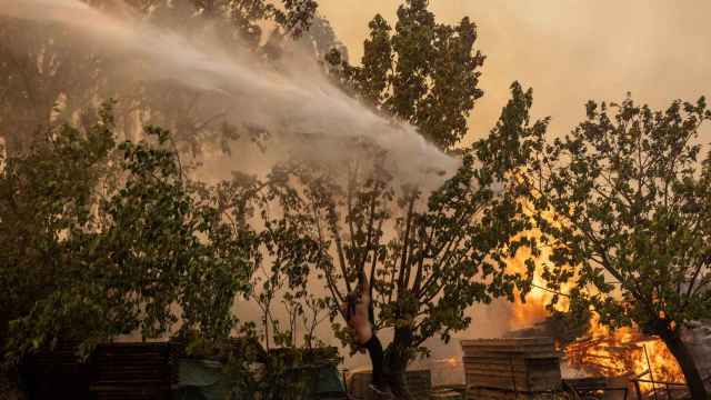 Un voluntario trepa por un árbol para luchar contra las llamas en el pueblo de Hasia en Grecia